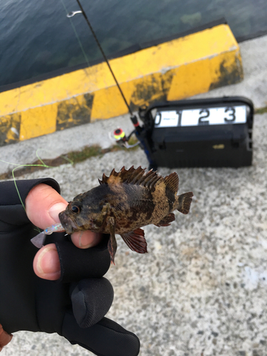 タケノコメバルの釣果