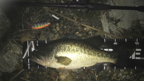 ブラックバスの釣果