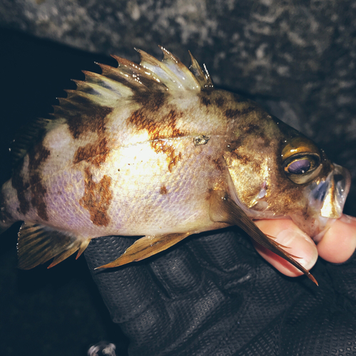 シロメバルの釣果