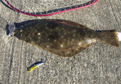 ヒラメの釣果