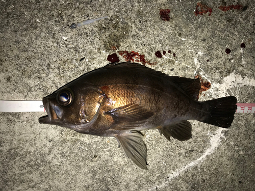 メバルの釣果