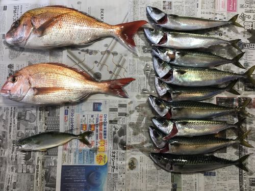 マサバの釣果