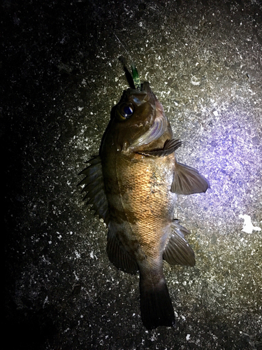 メバルの釣果