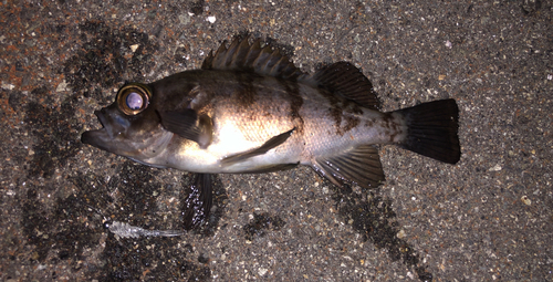 メバルの釣果