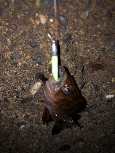 メバルの釣果