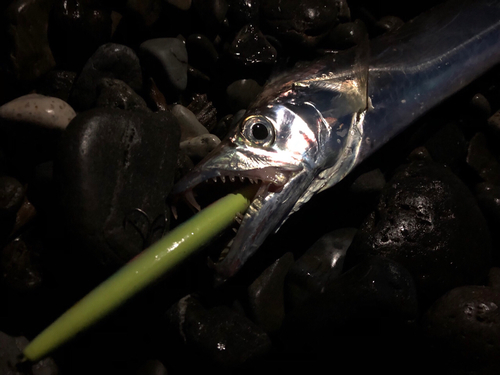 タチウオの釣果