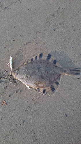 ヌマガレイの釣果