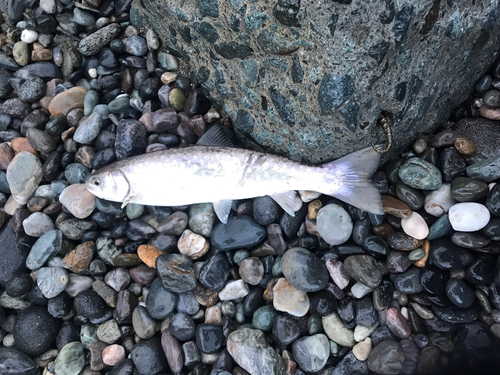 アメマスの釣果