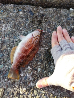 ベラの釣果