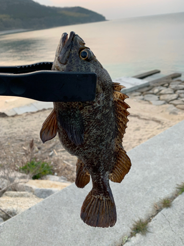 タケノコメバルの釣果