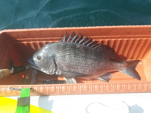 クロダイの釣果