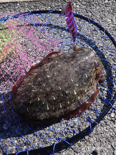 コウイカの釣果