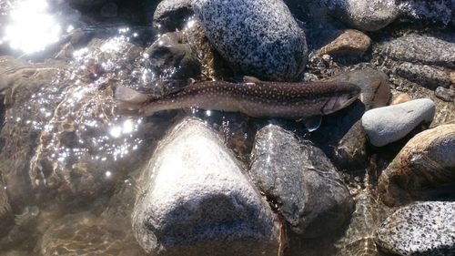 イワナの釣果