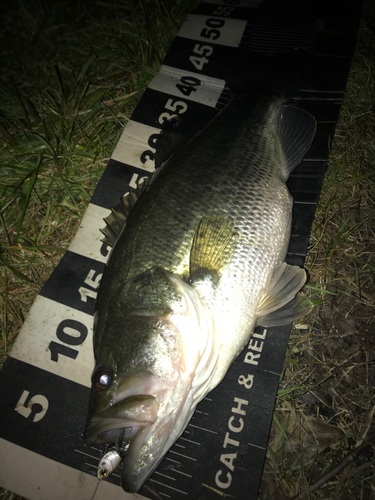 ブラックバスの釣果