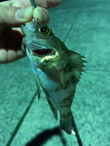 メバルの釣果