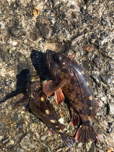 カサゴの釣果