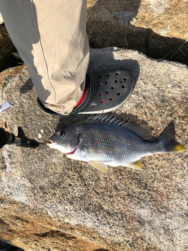 セイゴ（ヒラスズキ）の釣果