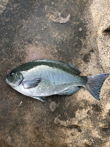 メジナの釣果