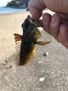 ハゼの釣果