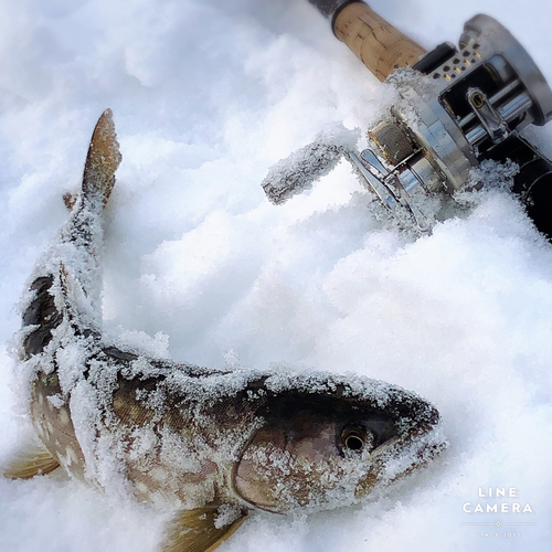 アメマスの釣果