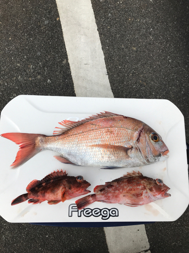 マダイの釣果