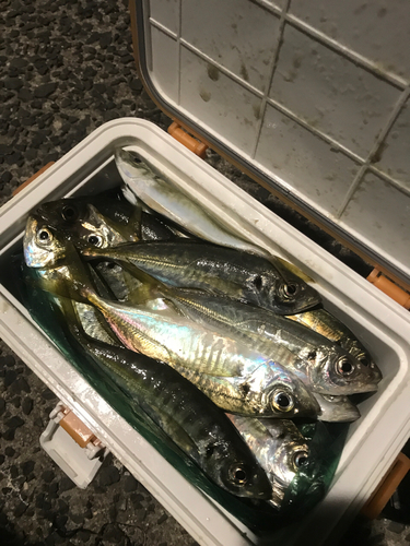 アジの釣果