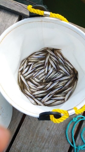 ワカサギの釣果