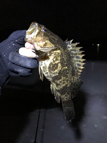 タケノコメバルの釣果