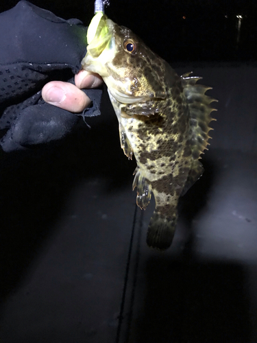 タケノコメバルの釣果