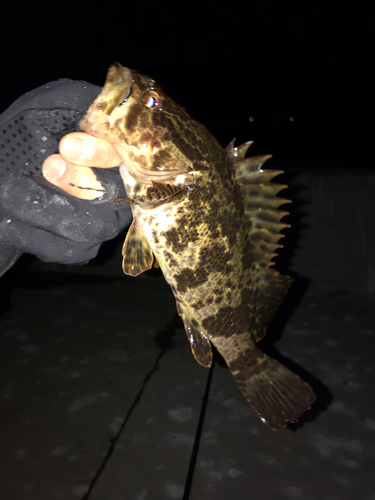 タケノコメバルの釣果