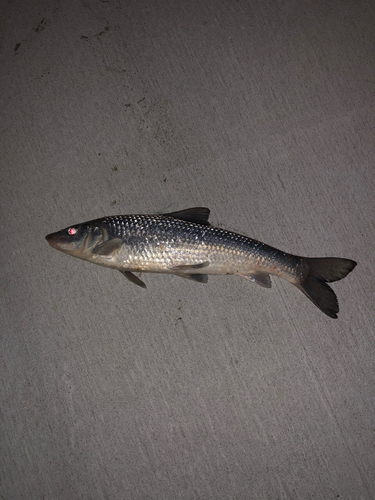 ニゴイの釣果