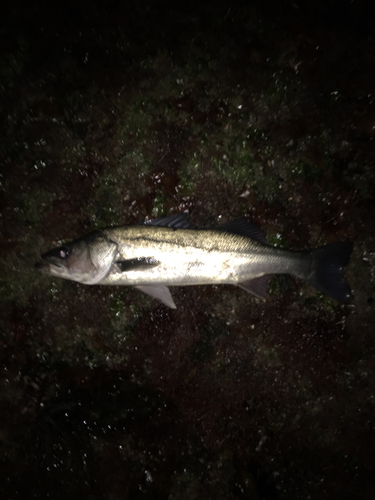 マルスズキの釣果