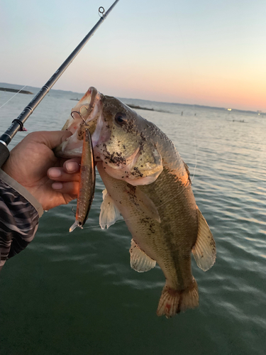 ラージマウスバスの釣果