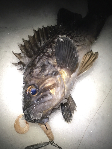 クロソイの釣果