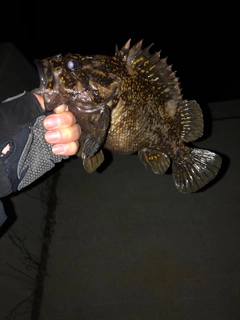 オウゴンムラソイの釣果