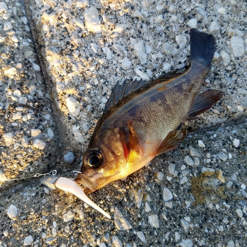 メバルの釣果