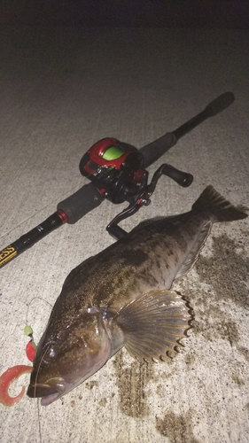 アイナメの釣果