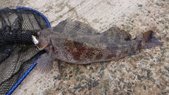 アイナメの釣果