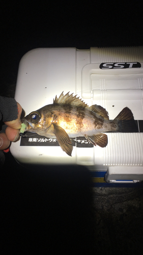 メバルの釣果