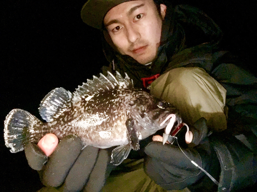 クロソイの釣果