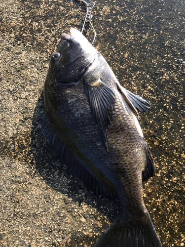 クロダイの釣果