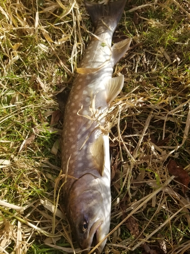 アメマスの釣果