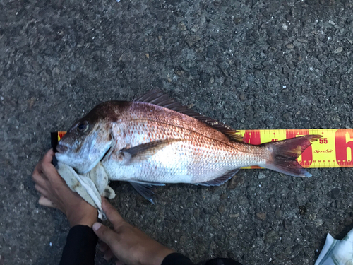 マダイの釣果