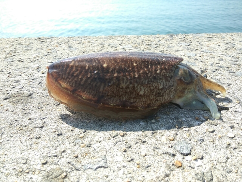 コウイカの釣果