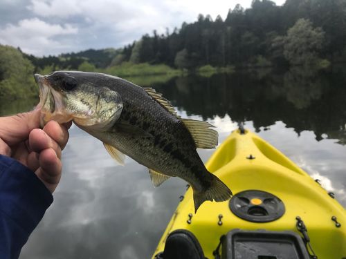 ブラックバスの釣果