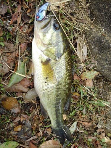 ラージマウスバスの釣果