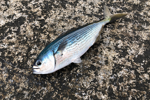 タカベの釣果