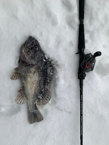 クロソイの釣果