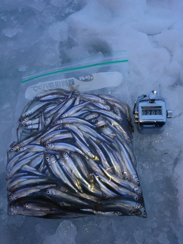 ワカサギの釣果