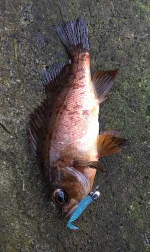 メバルの釣果